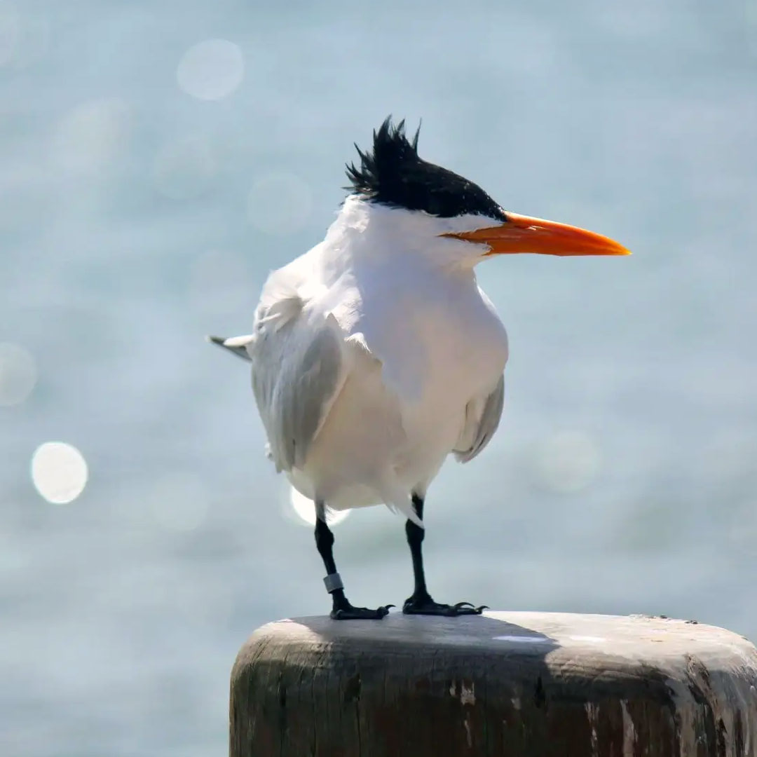 ic-fauna-charran-1080px-0